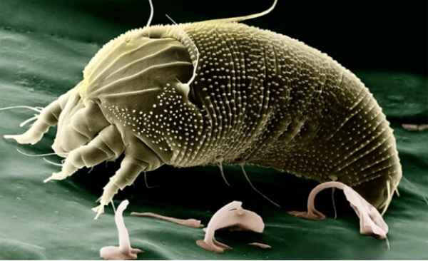 [欖菊健康生活] - 2020-07-02 有害生物研究院丨世界過敏性疾病日，螨蟲過敏無小事！1612.JPG